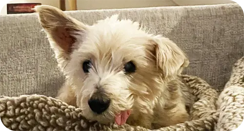 dog1.webp