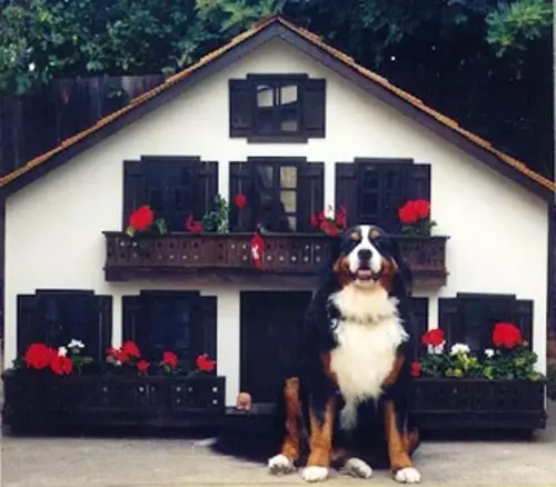Swiss Chalet dog house