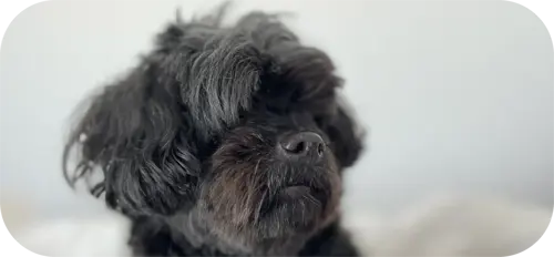 dog2.webp